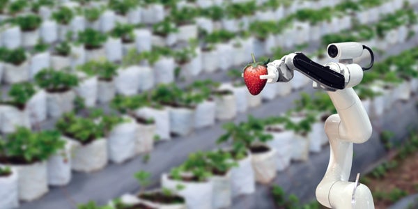 Robot pruning strawberries