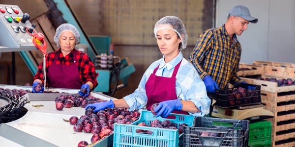 employees sorting through produce 